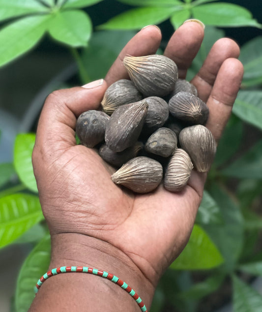 Ikin (Sacred Palm Nuts)