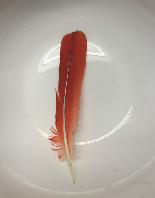 Parrot Feather